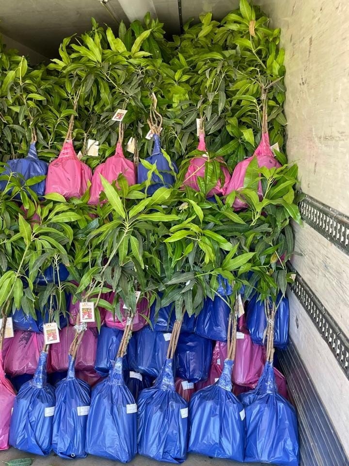 التصدير-مشاتل-الشركة-الدولية-mango-eldwlia-شتلات-تصدير