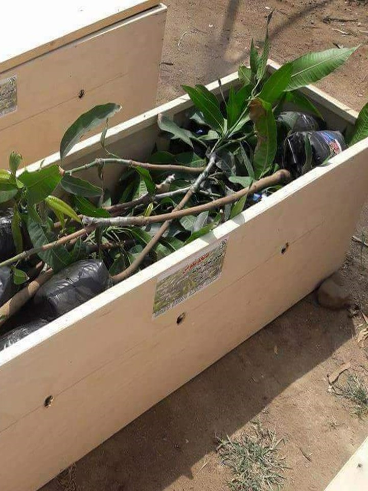 التصدير-مشاتل-الشركة-الدولية-mango-eldwlia-شتلات-تصدير