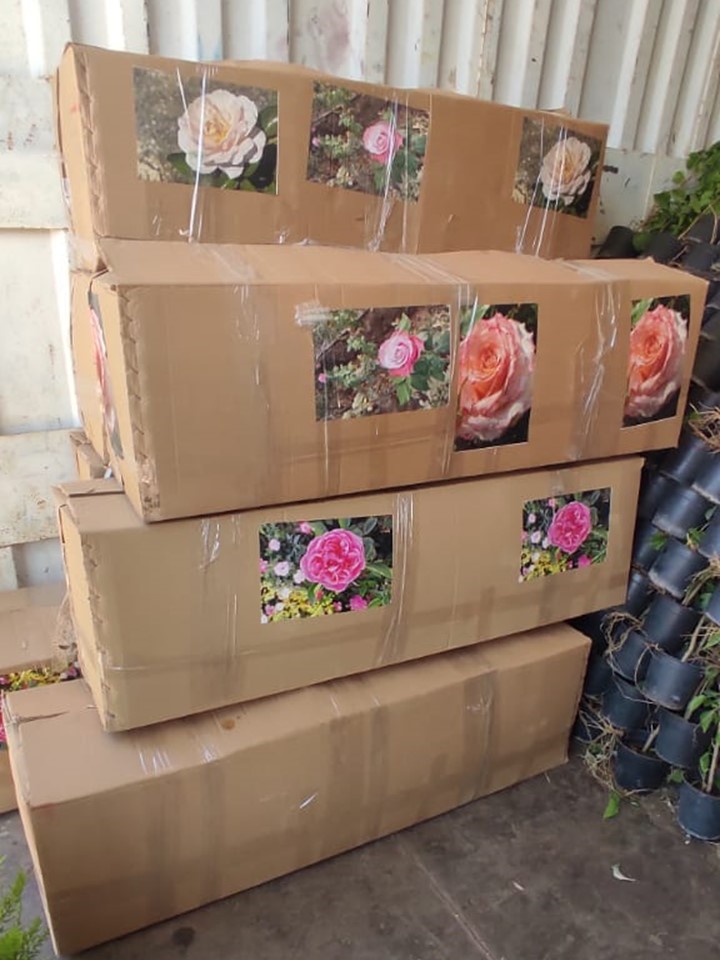 التصدير-مشاتل-الشركة-الدولية-mango-eldwlia-شتلات-تصدير