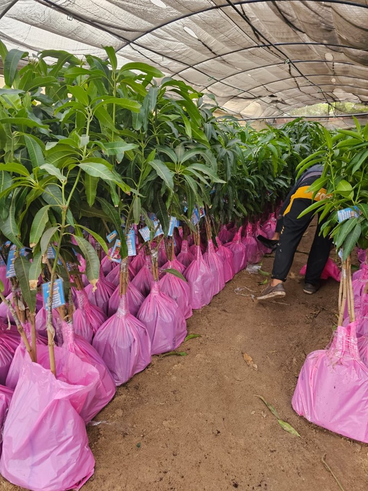 التصدير-مشاتل-الشركة-الدولية-mango-eldwlia-شتلات-تصدير